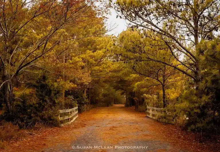 A serene autumn forest path lined with trees displaying golden and orange foliage, flanked by wooden fences, with a…