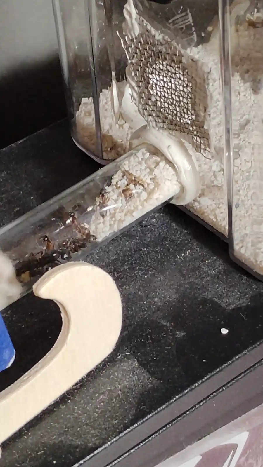 A close-up photo shows a clear plastic tube filled with white granular substrate and several dark ants crawling inside. The…