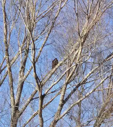 A Majestic Bird in Flight