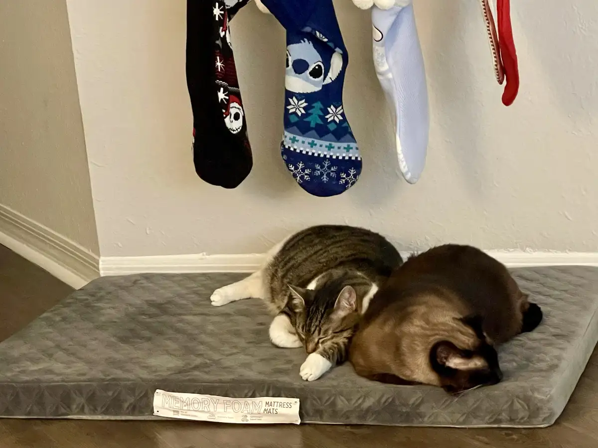 Two cats are sleeping side-by-side on a grey memory foam mattress mat placed on a wooden floor. Above them, several colorful…