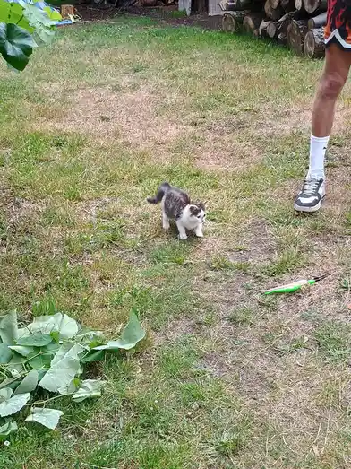 A small gray and white kitten stands in a grassy yard, looking away from a person's foot and a green feather toy lying…