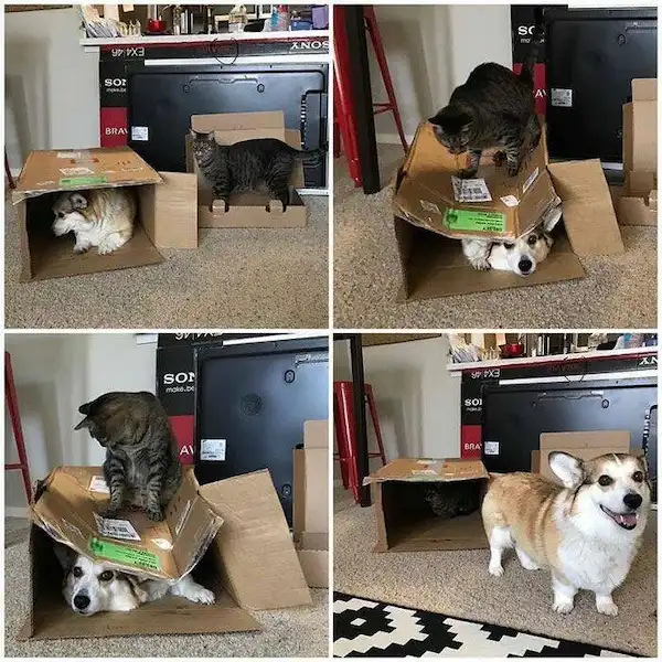 A four-panel image shows a cat and a corgi dog interacting with a cardboard box. In the first panel, the cat sits atop the…