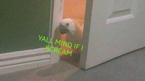 A white cockatoo peeks out from behind a slightly ajar white door, looking directly at the viewer. Green text overlaid on…