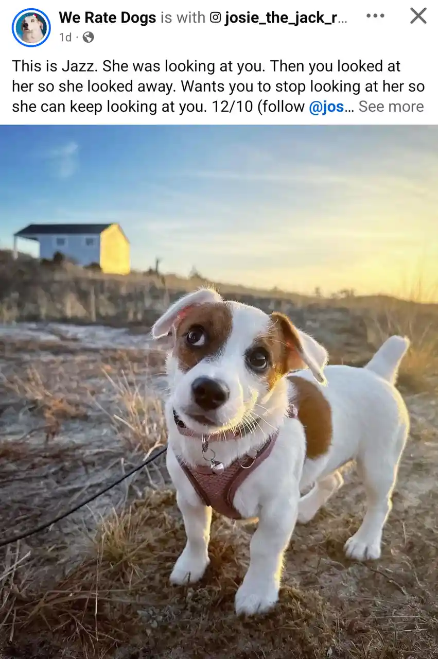 A small white and brown dog named Jazz stands in a field at sunset, looking directly at the camera with large, expressive…