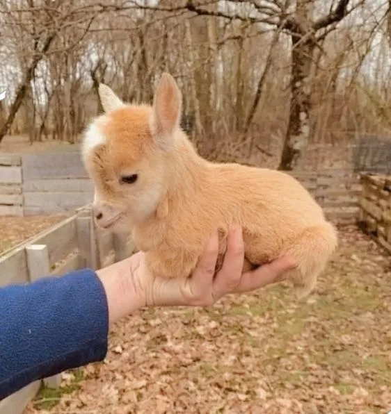 a person's hand holds a very small, fluffy, light-brown baby goat with a white patch on its forehead. The goat has large…