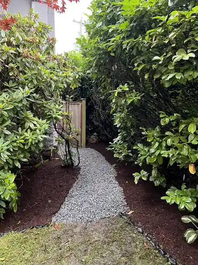 A narrow garden path made of gray gravel winds through dense green bushes toward a wooden gate, bordered by dark mulch and a…
