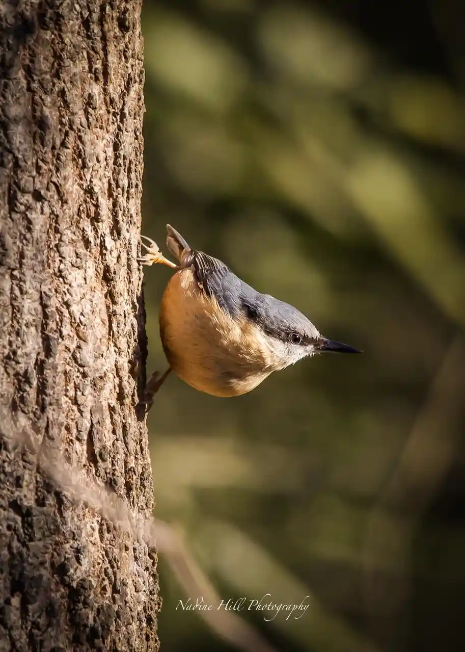 A small bird with a gray head, orange-brown chest, and black beak is clinging vertically to the rough bark of a tree trunk…
