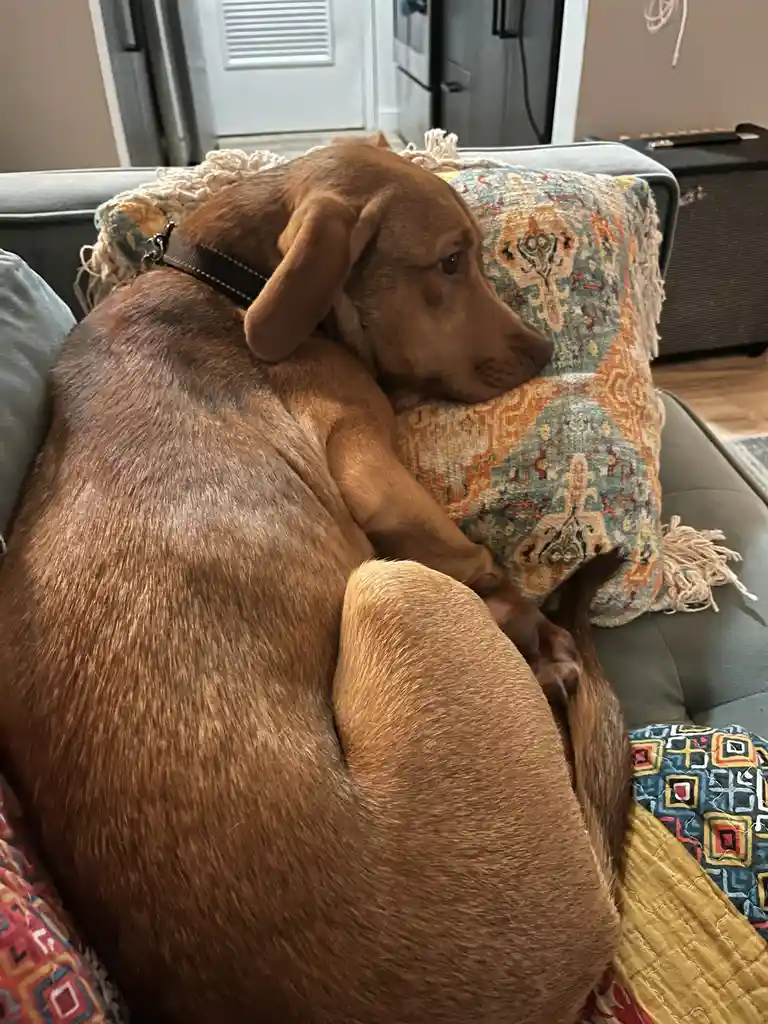 A brown dog is curled up on a couch, resting its head on a patterned pillow, with a sad or tired expression. The dog wears a…