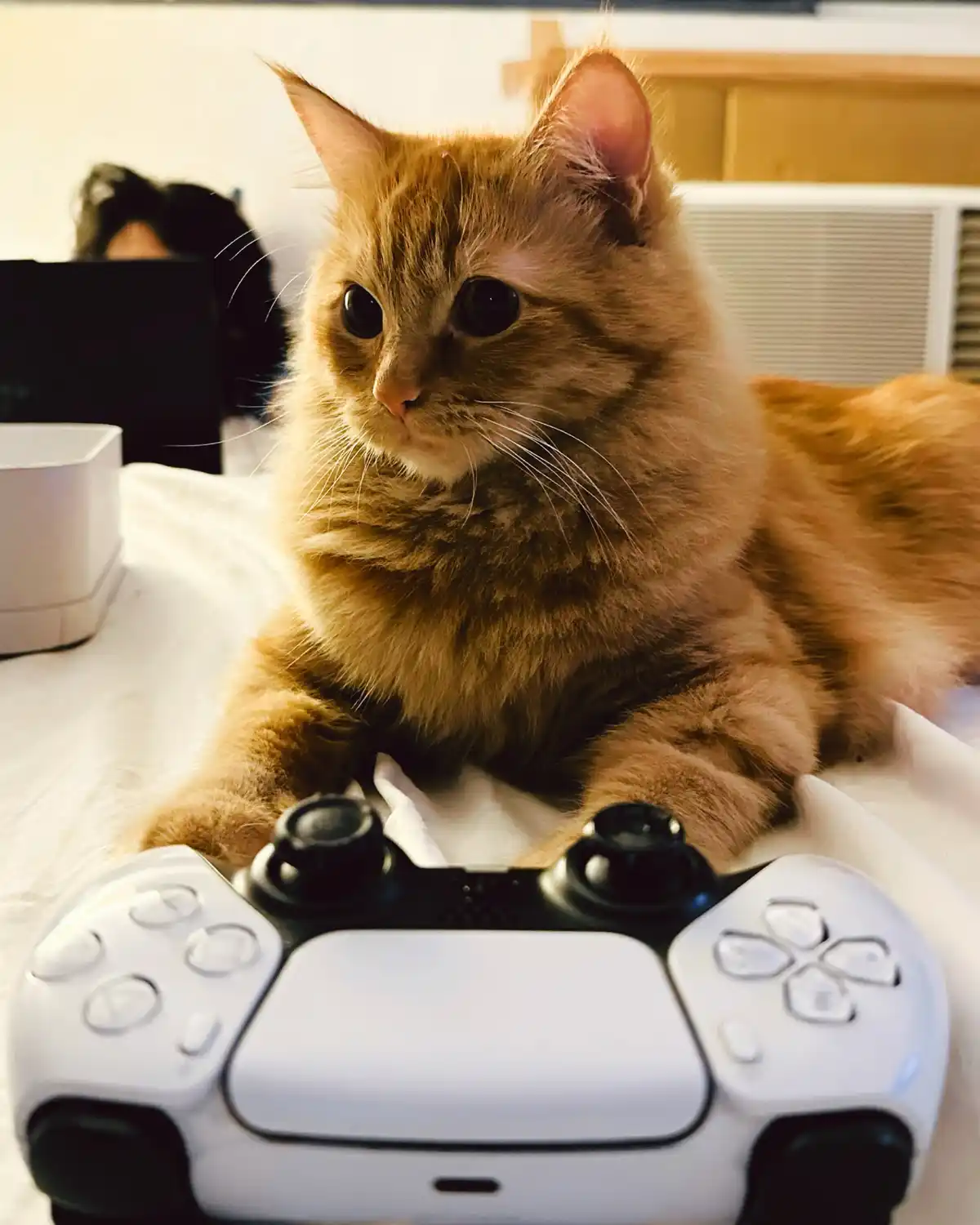 A fluffy orange tabby cat is lying on a white surface with a white and black PlayStation 5 controller positioned in front of…