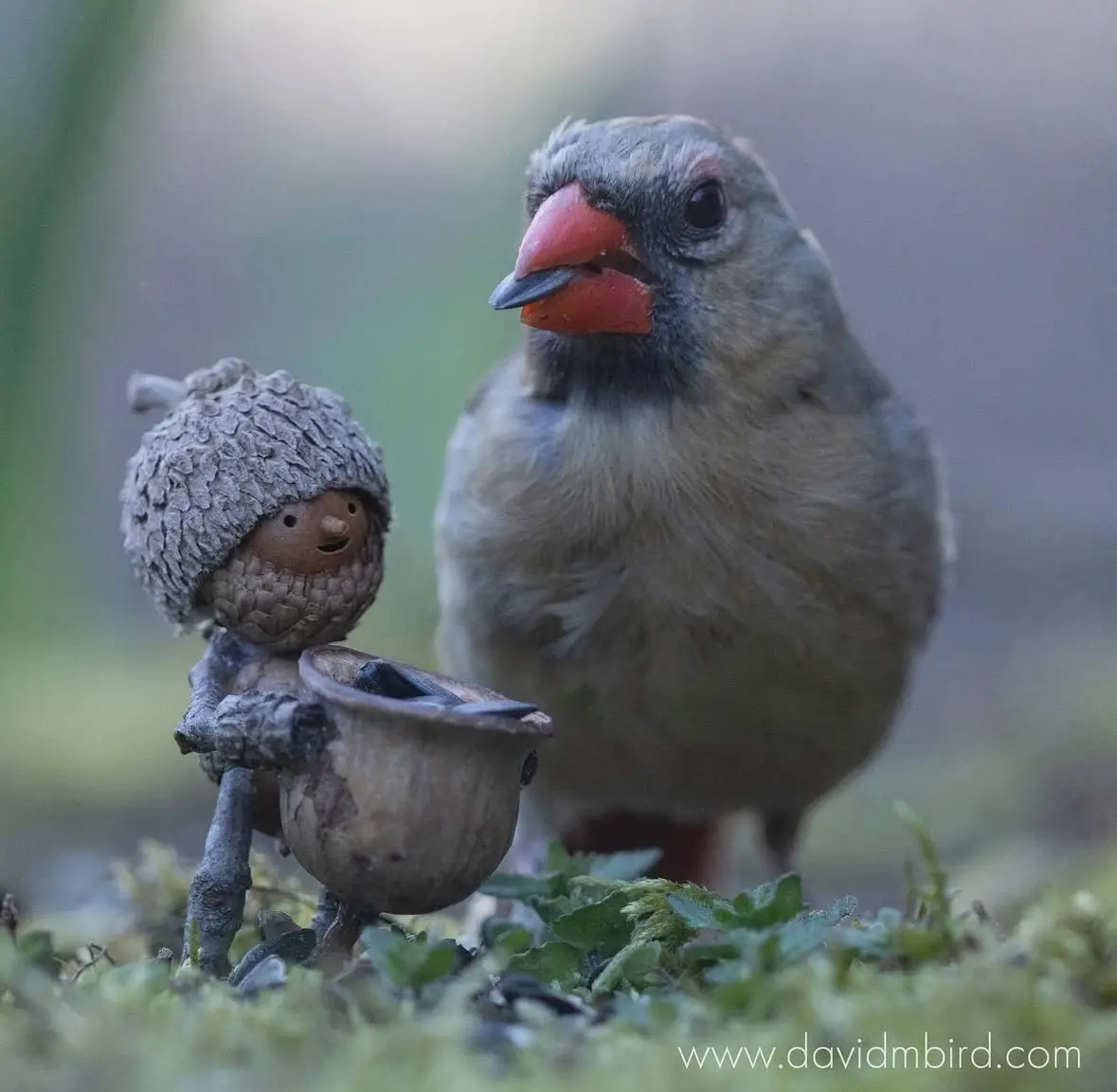 A small, whimsical figurine crafted from an acorn cap with a face, wearing a pinecone hat and holding a small acorn cup…