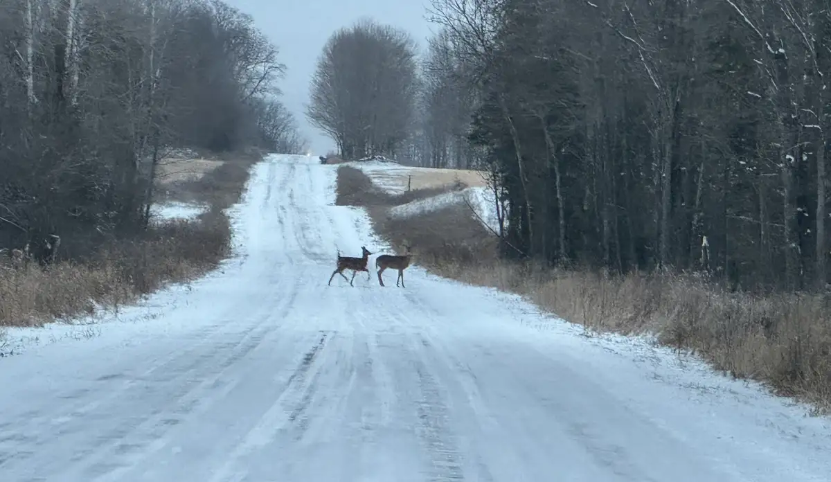 Two deer are crossing a snow-covered rural road flanked by bare trees and brush under an overcast sky. The overlaid text…