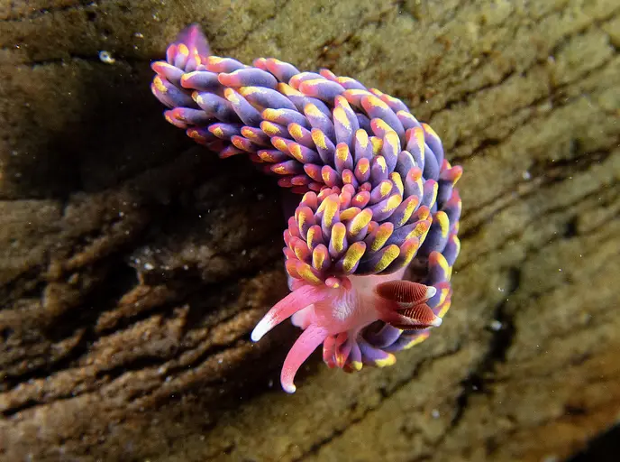A vibrant, colorful sea slug with purple and yellow-tipped appendages and pink tentacles rests on a textured, brownish…