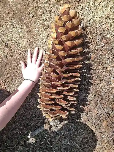 a person's hand is placed beside an enormous pinecone lying on a bed of dry pine needles and dirt, emphasizing its massive…