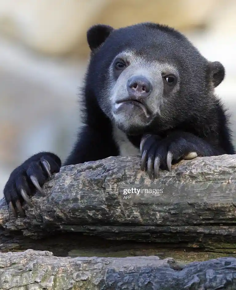 A close-up photo of a spectacled bear with a visibly grumpy or unimpressed facial expression, resting its paws on a log. The…