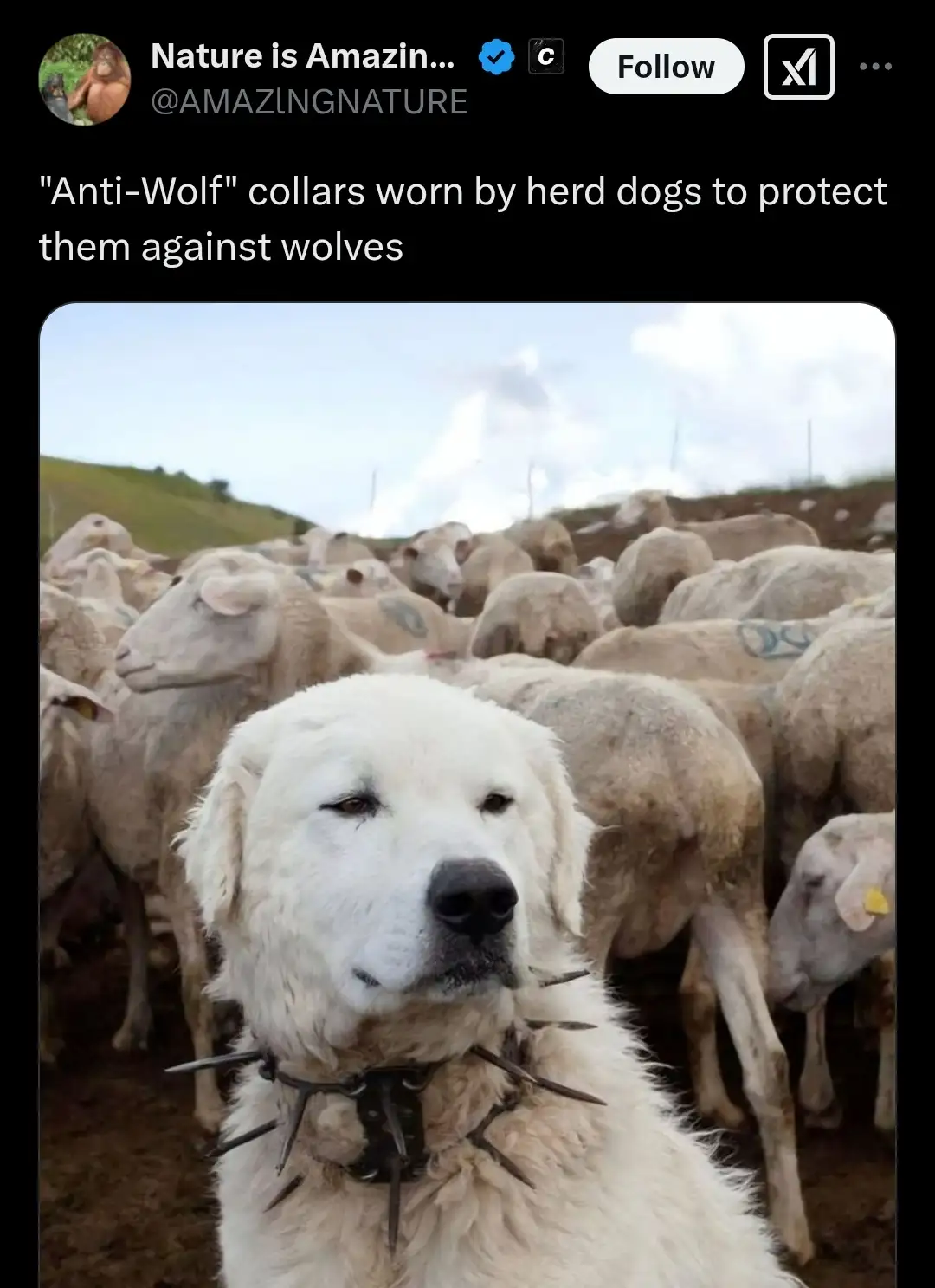 A close-up photo shows a white, fluffy herding dog with a spiked collar, looking smugly at the camera while surrounded by a…