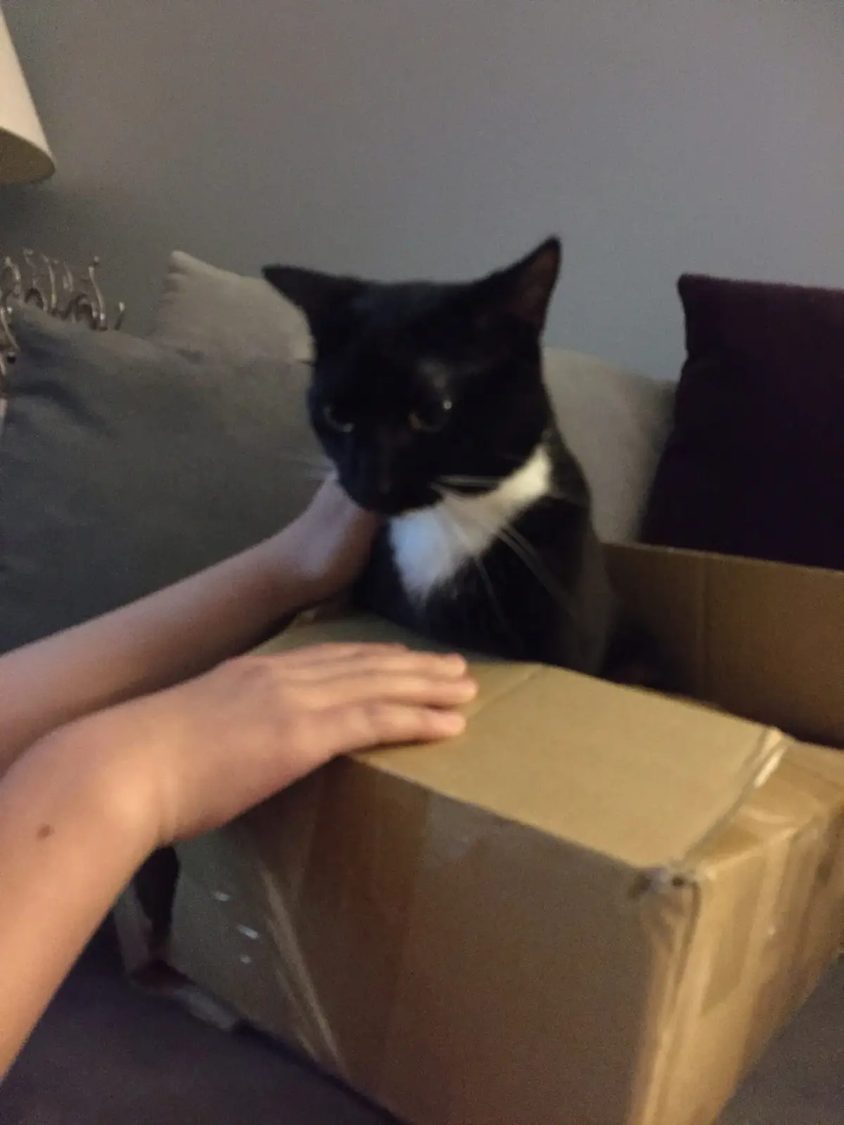 A black and white cat sits inside a cardboard box on a couch, looking at a person's hand resting on top of the box. The…
