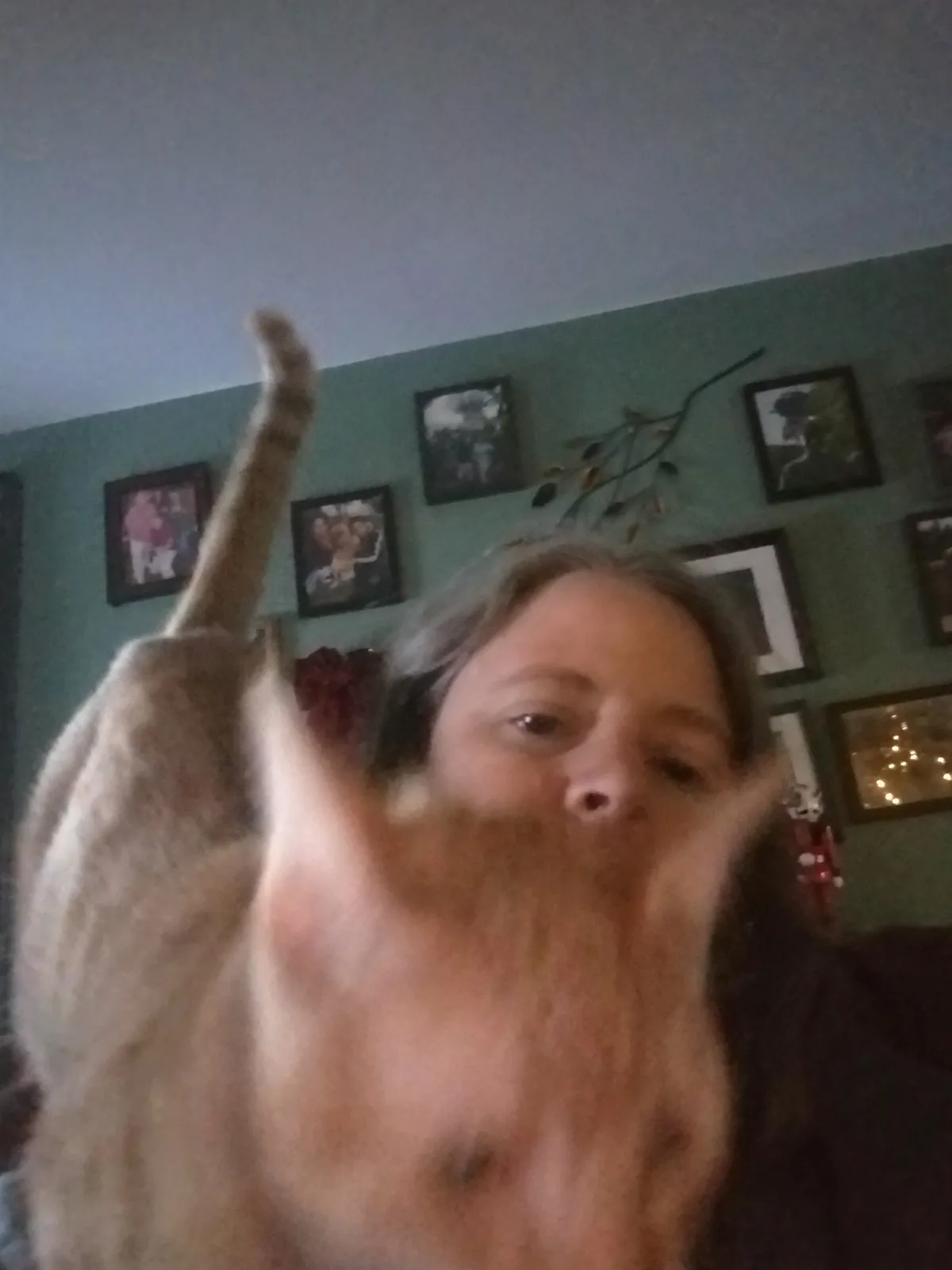 A blurry, low-angle photo shows a ginger cat with its head and front paws in the foreground, obscuring most of the person…