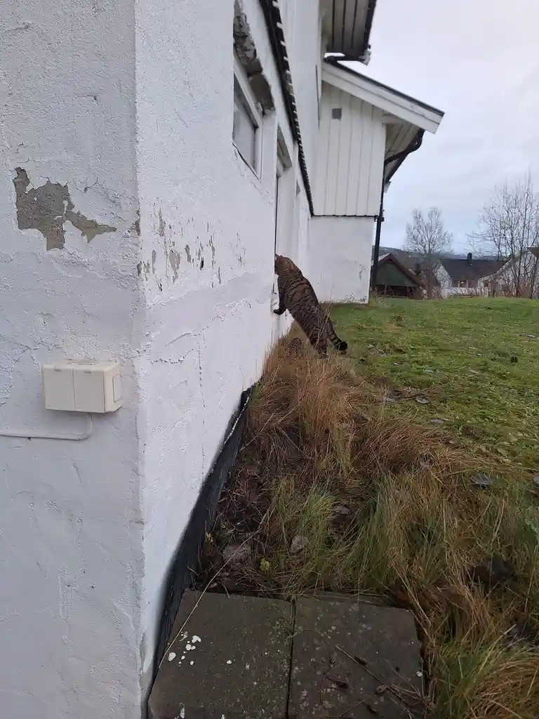 A tabby cat is stretching its body vertically against the side of a white house, with its front paws near a window. The…