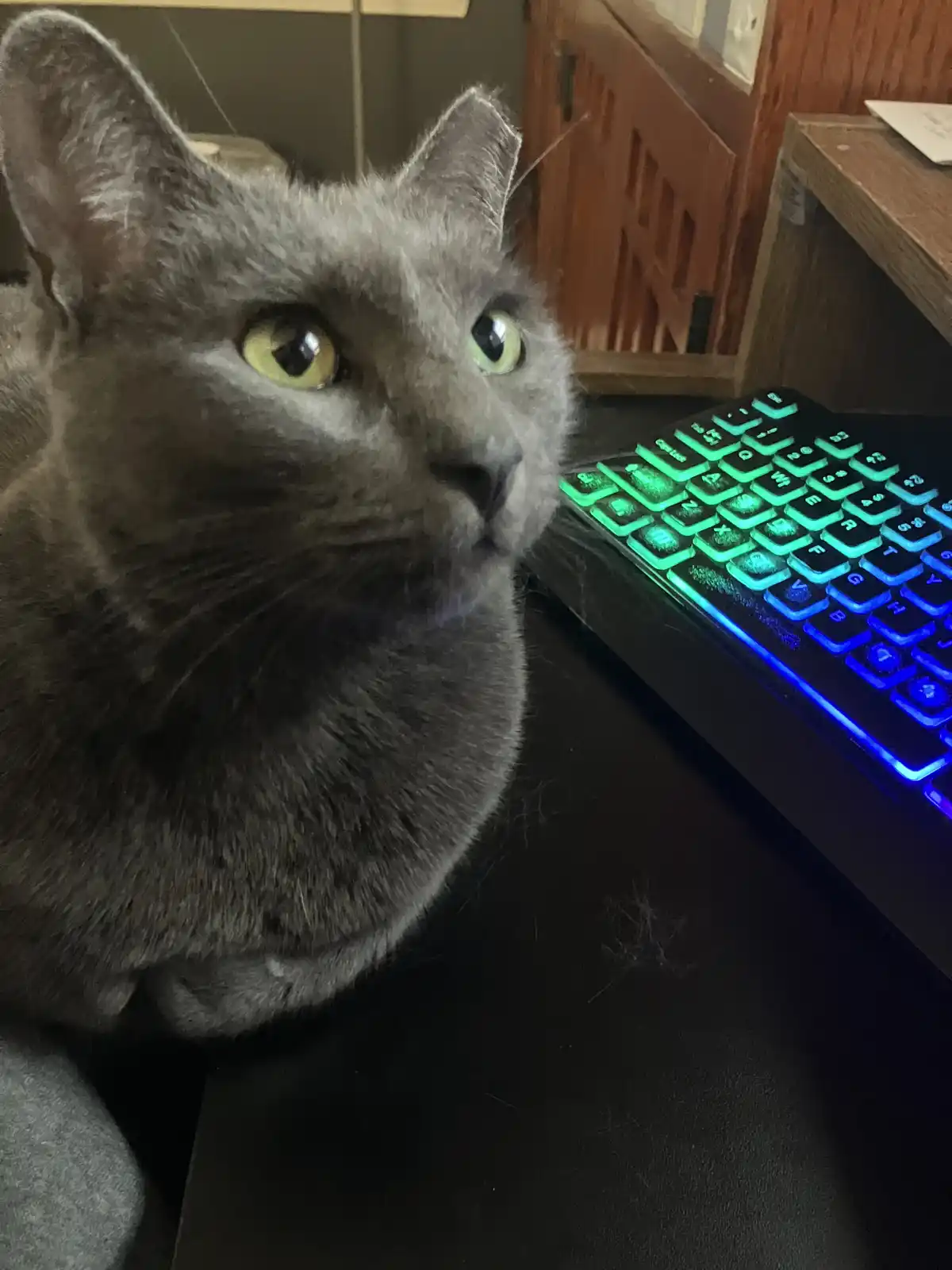 A gray cat with wide, yellow-green eyes sits on a dark desk next to a backlit keyboard glowing green and blue. The cat…