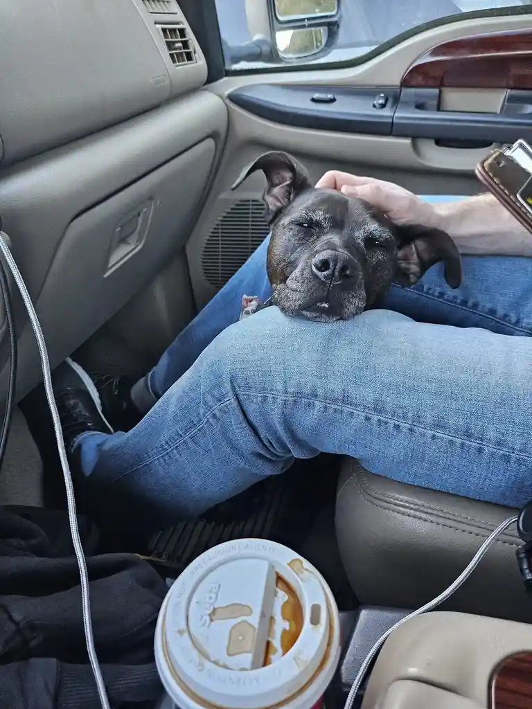 A black dog with floppy ears is resting its head on a person's lap inside a car, eyes half-closed in a sleepy or content…