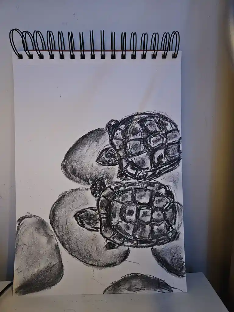 A pencil sketch on a spiral-bound notebook page shows two turtles drawn in a realistic style with detailed shells and…