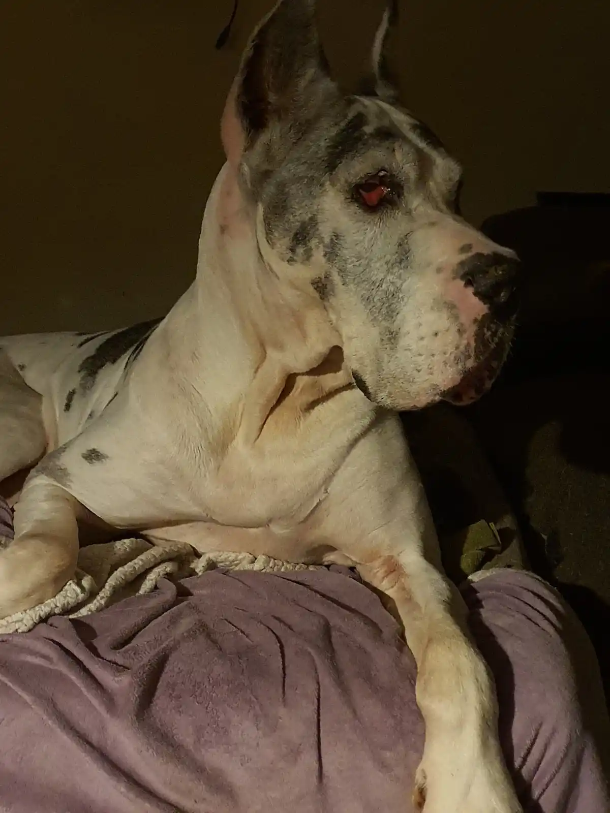 A large, muscular dog with a white and grey spotted coat is lying down on a person's lap, which is covered by a purple…