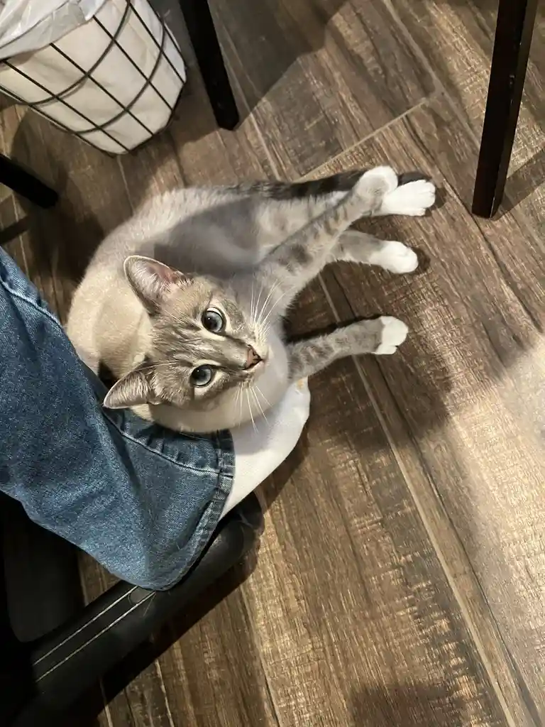 A gray and white cat with blue eyes lies on its back on a wooden floor, looking up at the camera with wide, innocent eyes…