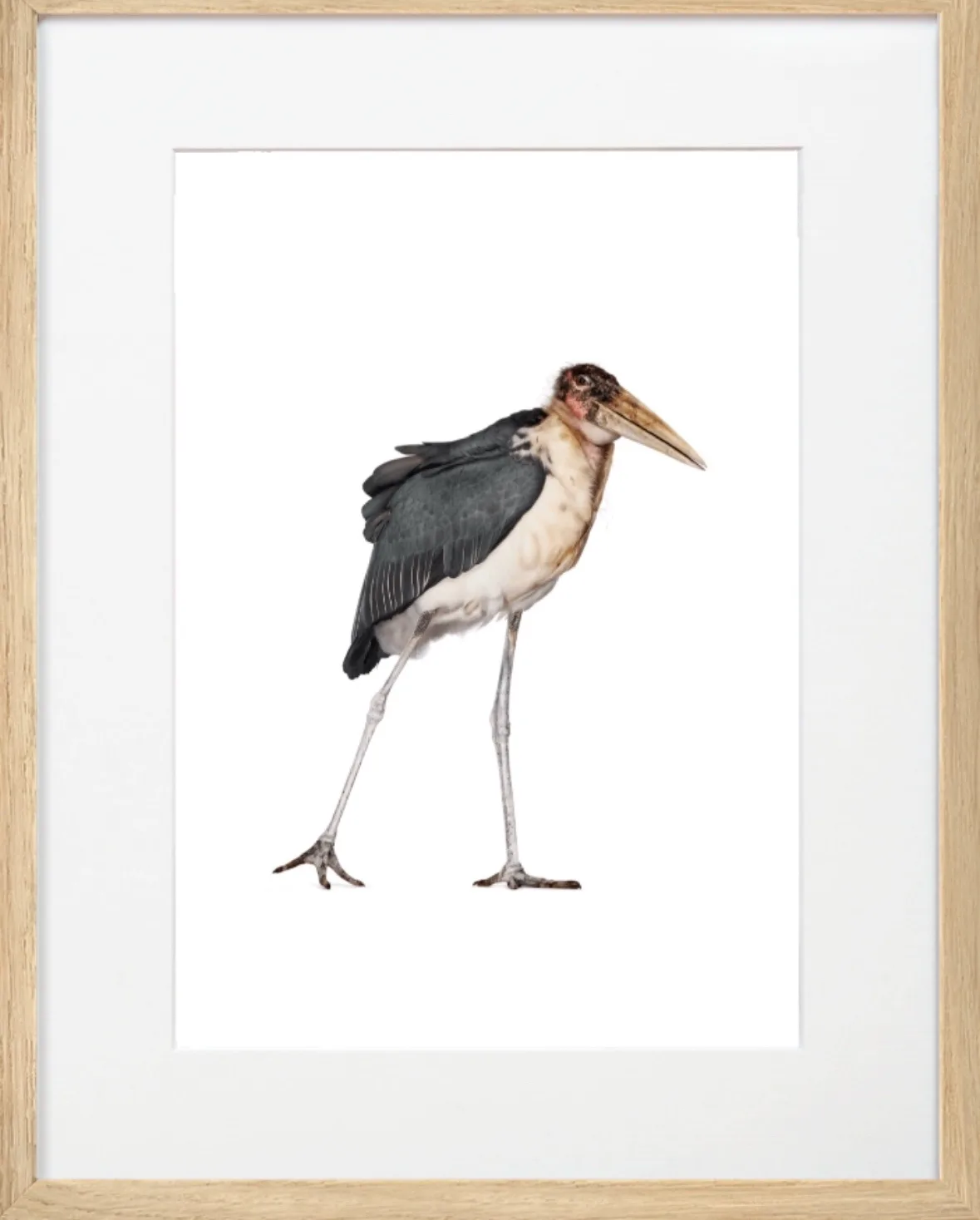 A framed photograph of a marabou stork standing against a white background, with the overlaid text 'i'm not lazy, i'm just…