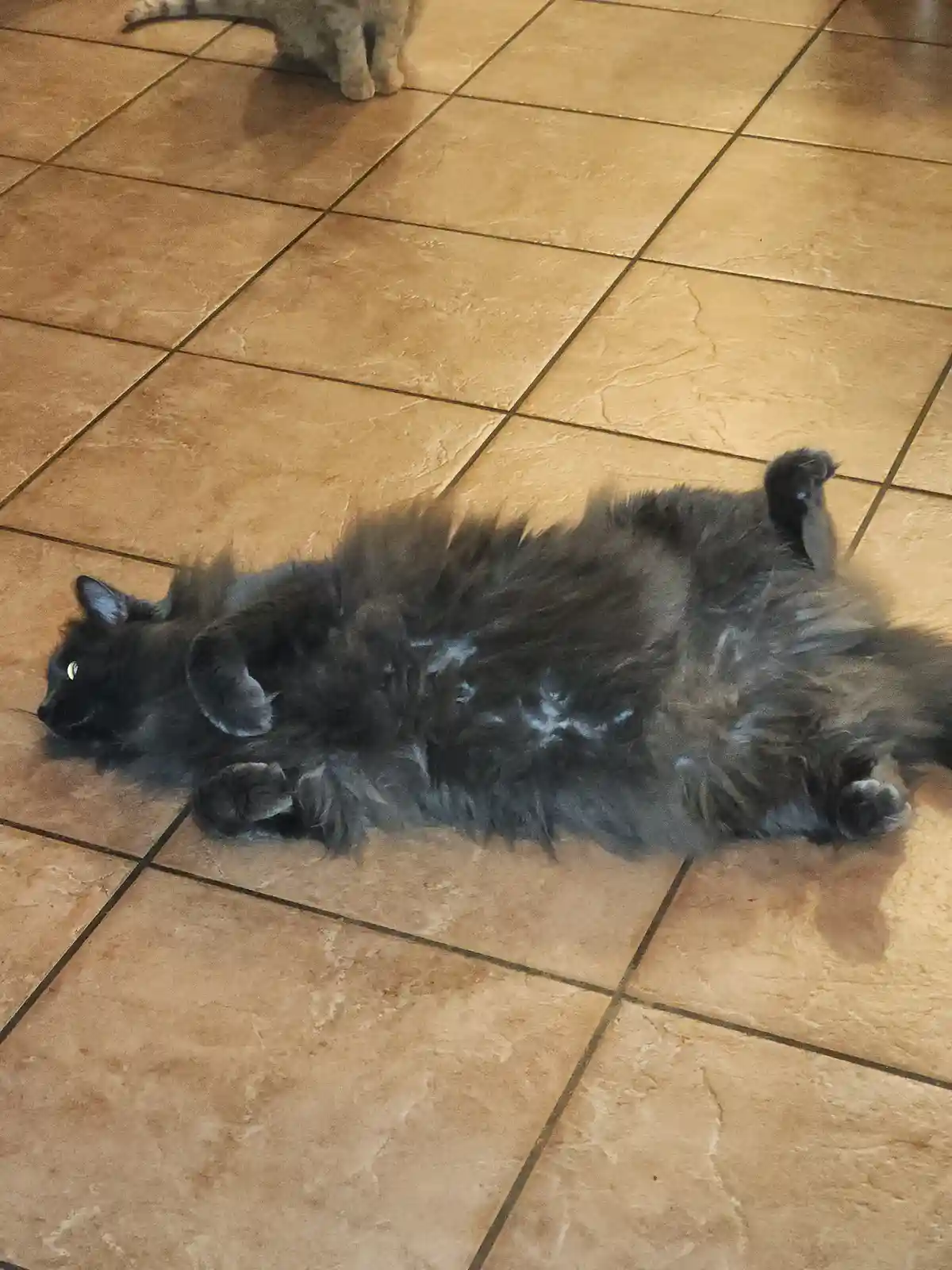 A fluffy black cat lies on its back on a tiled floor, paws up, looking relaxed. Another cat is partially visible in the…