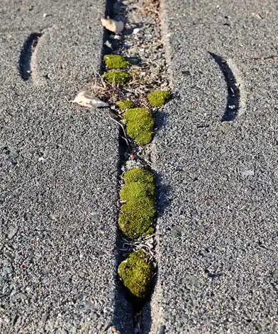 A close-up photo shows green moss growing in a crack in asphalt pavement, forming a rough vertical line. The moss patches…