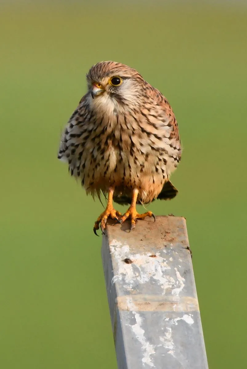 A small brown and white bird of prey, likely a kestrel, perches atop a weathered metal pole against a blurred green…