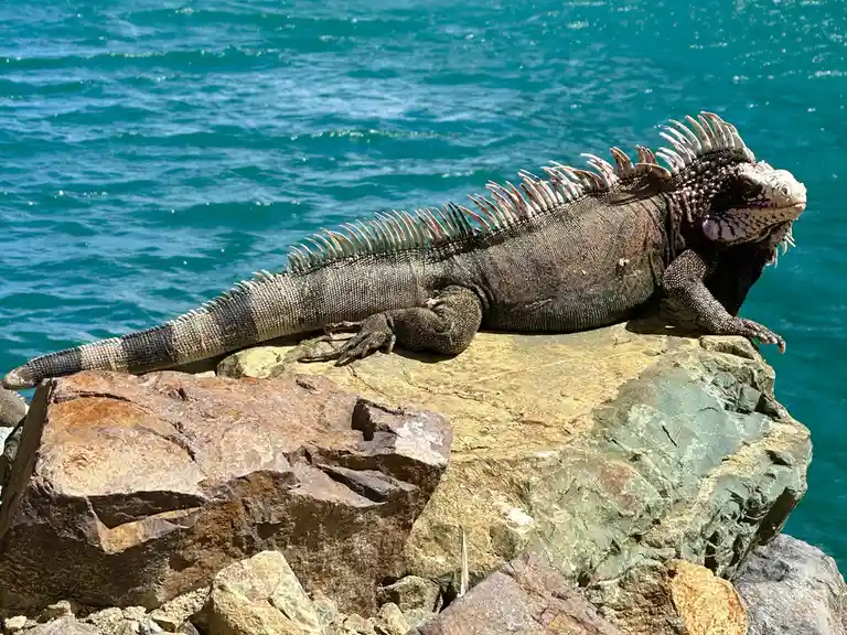 A large iguana with a spiky dorsal crest is lounging on sunlit rocks beside turquoise ocean water. The image has text…