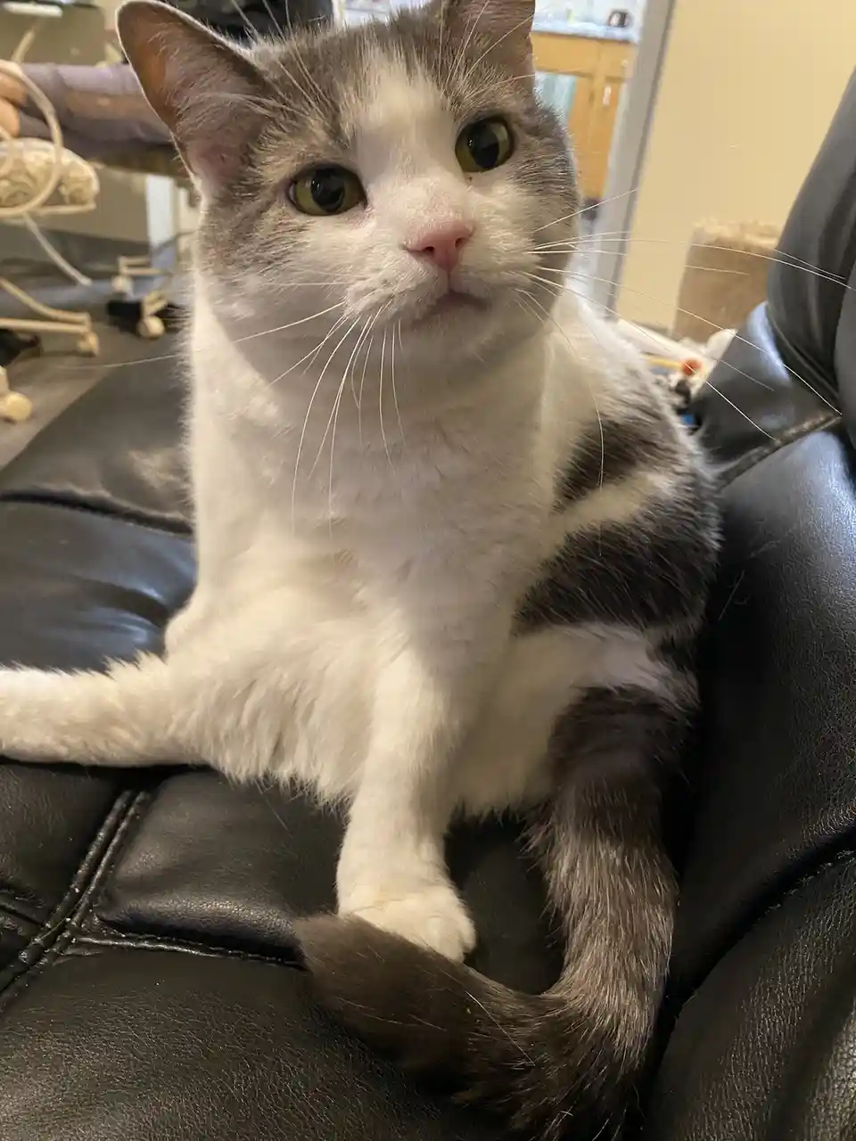 A gray and white domestic cat with green eyes sits on a black leather couch, looking directly at the camera with a slightly…