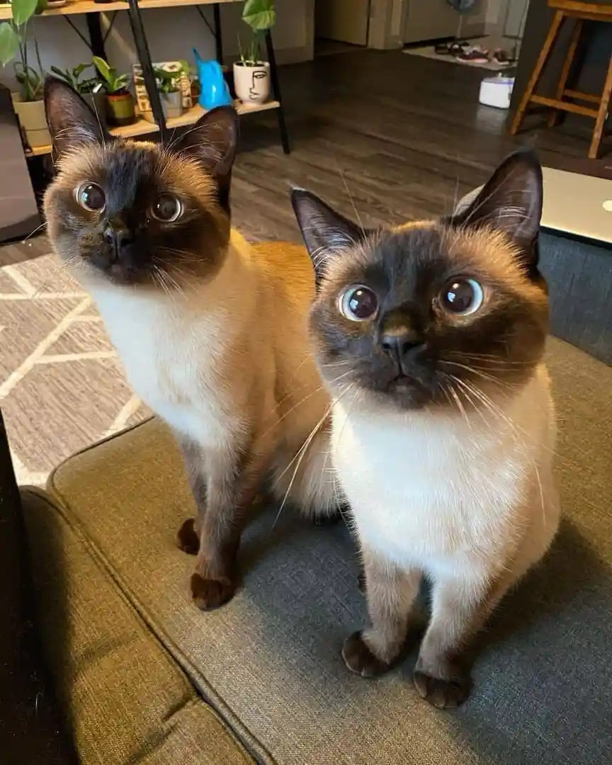 Two Siamese cats sit side-by-side on a couch, both staring upward with wide, startled eyes. The cat on the right has…