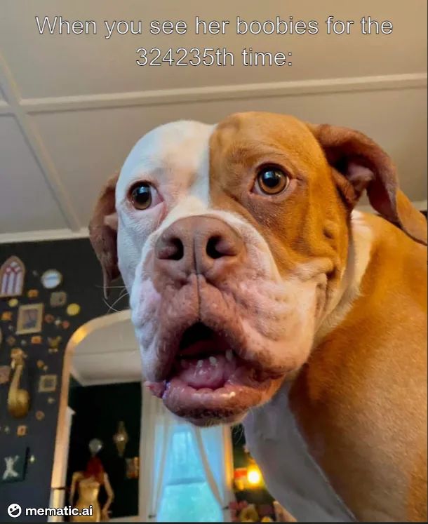 A close-up photo of a brown and white boxer dog with a surprised or overwhelmed facial expression, looking directly at the…