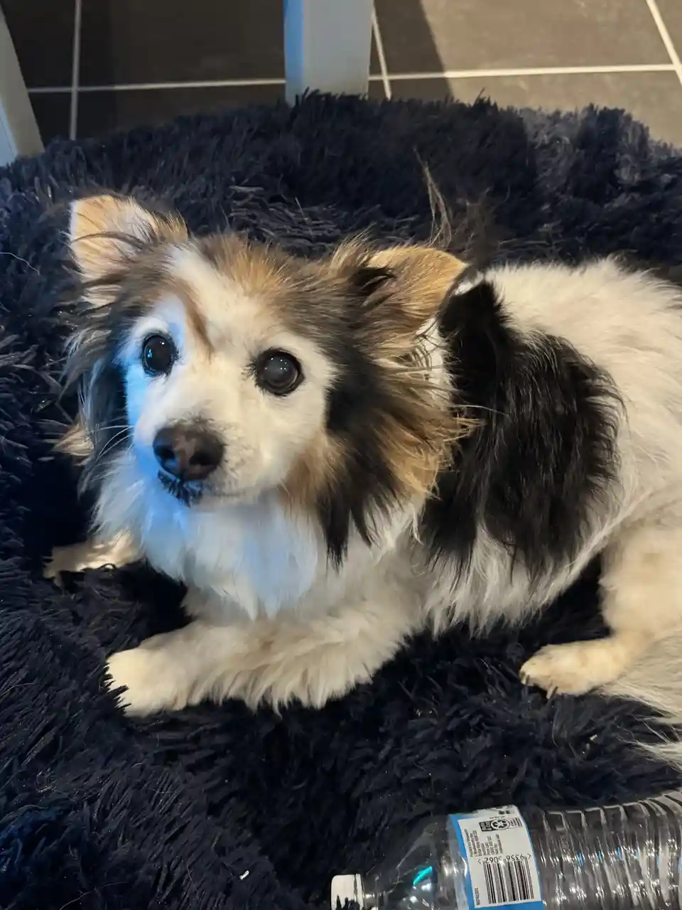 A small fluffy dog with white, black, and tan fur lies on a dark blue shaggy rug, looking directly at the camera with wide…