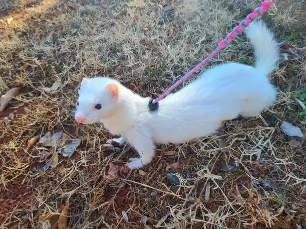 A white ferret with a pink and teal braided leash is standing on dry grass and dirt, looking alert. The ferret has a fluffy…