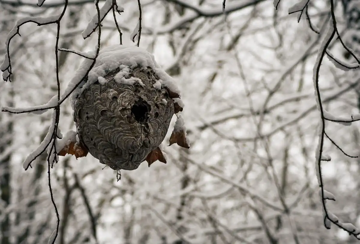 A snow-covered wasp nest hangs from bare tree branches in a winter scene, with the overlaid text 'winter is coming'…