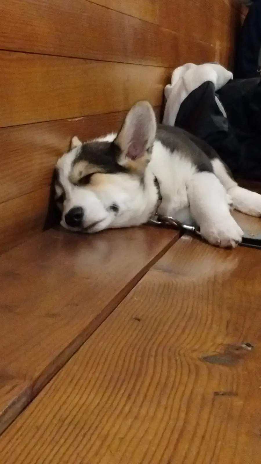 A tricolor corgi puppy is lying on a wooden floor, head resting on the planks, eyes half-closed in a sleepy expression. Its…