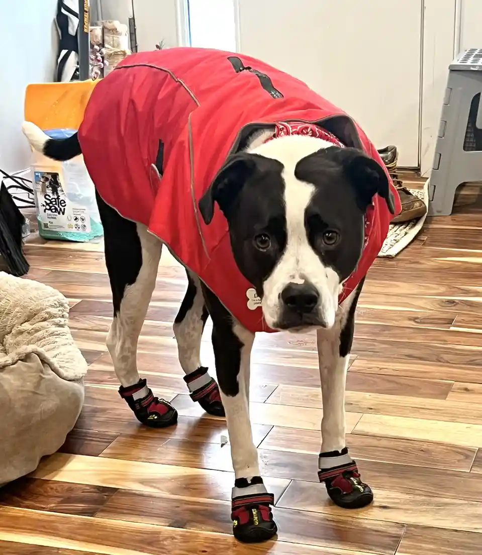 A black and white dog stands indoors on a wooden floor, wearing a large red coat and four matching red and black dog boots…