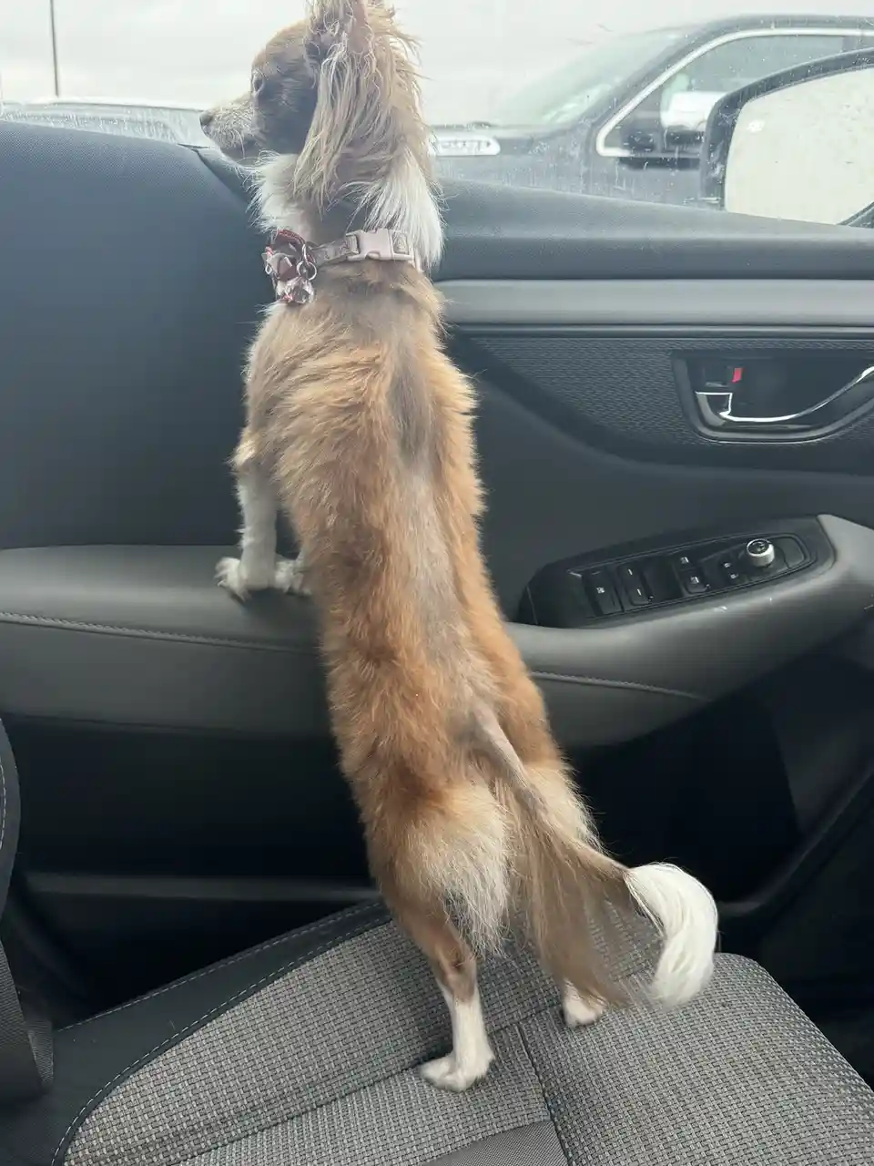 A small, long-haired dog with brown and white fur stands on its hind legs inside a car, balancing on the back of a front…