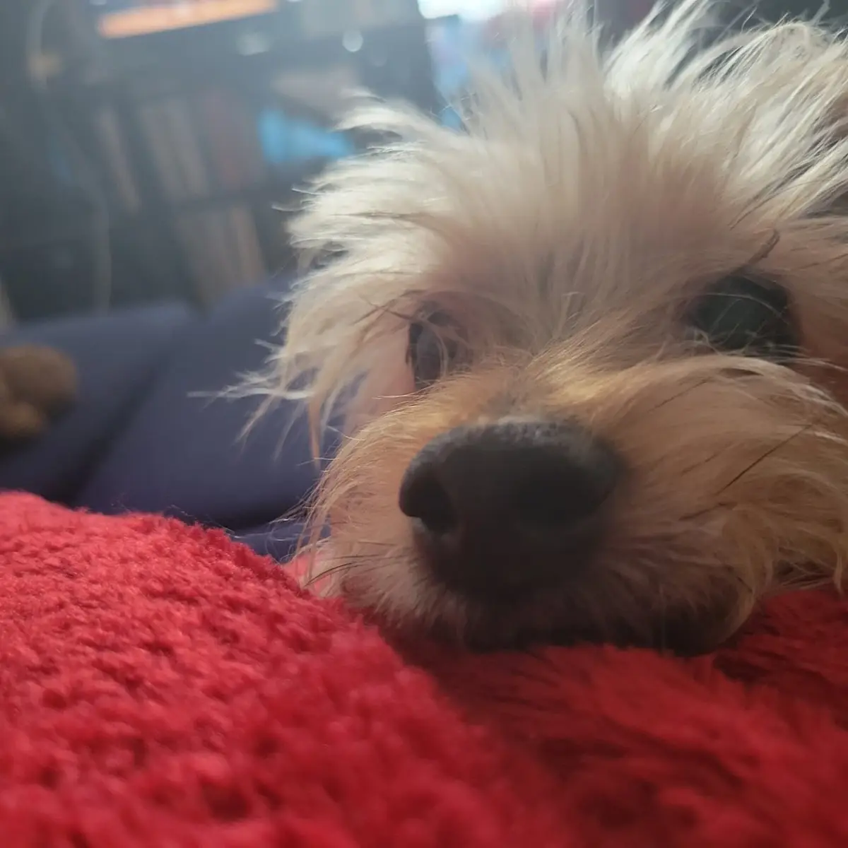 A close-up photo of a small, fluffy dog with light brown and white fur, resting its head on a bright red, textured blanket…