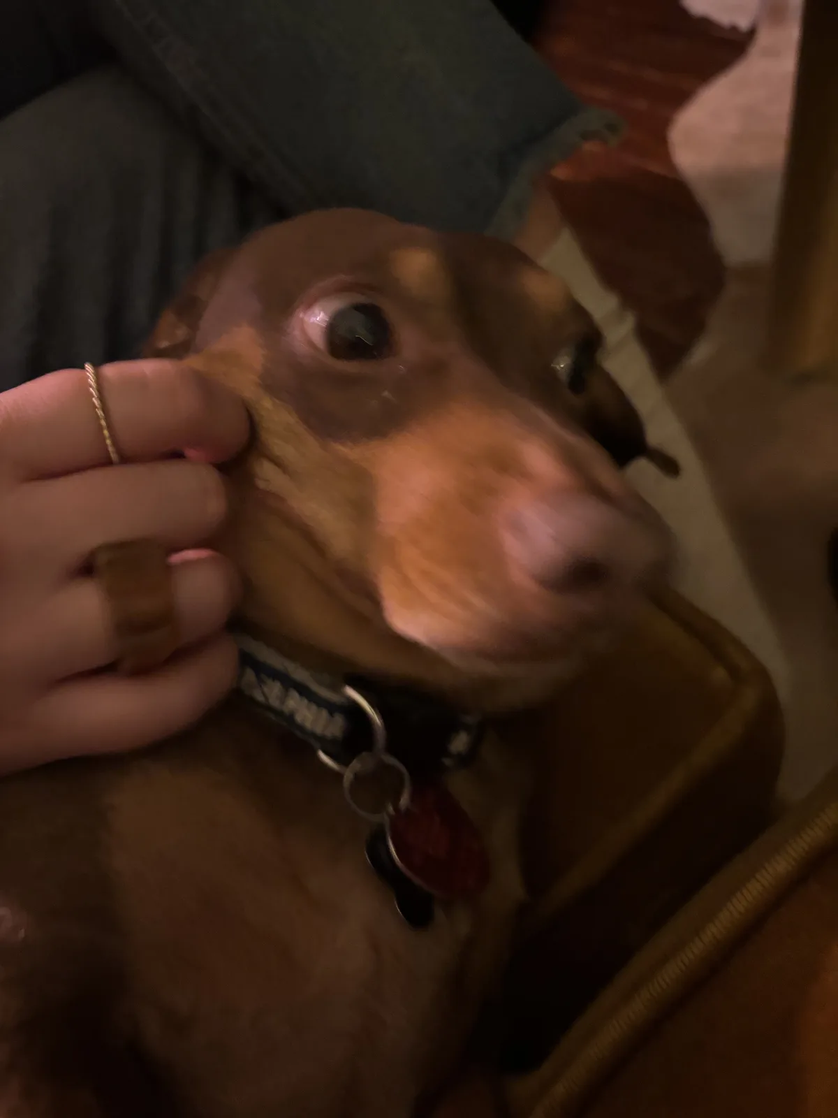 A close-up photo shows a brown dachshund with one eye wide open and the other partially closed, looking upward while a…