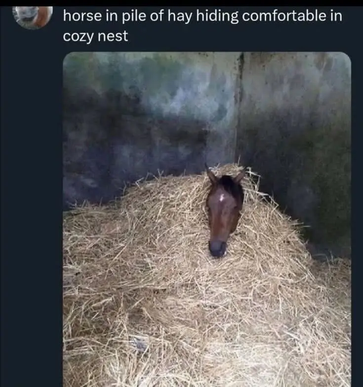 A brown horse with a white marking on its forehead is peeking out from a large pile of straw or hay inside a dimly lit…