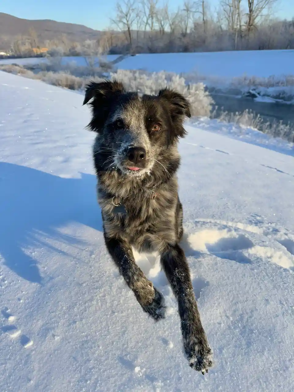 A black and grey dog with snow on its nose and fur sits in deep snow, looking directly at the camera with a slightly open…