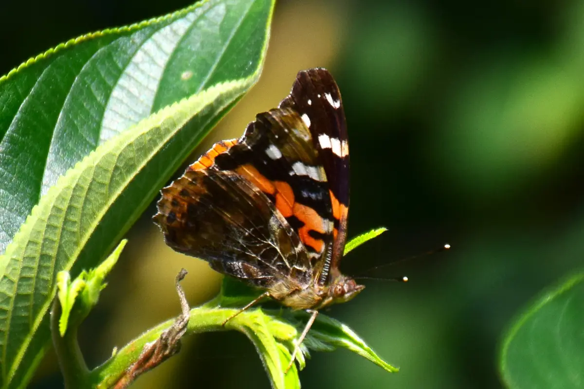 A close-up photograph shows a butterfly with black, orange, and white patterned wings perched on a vibrant green leaf. The…