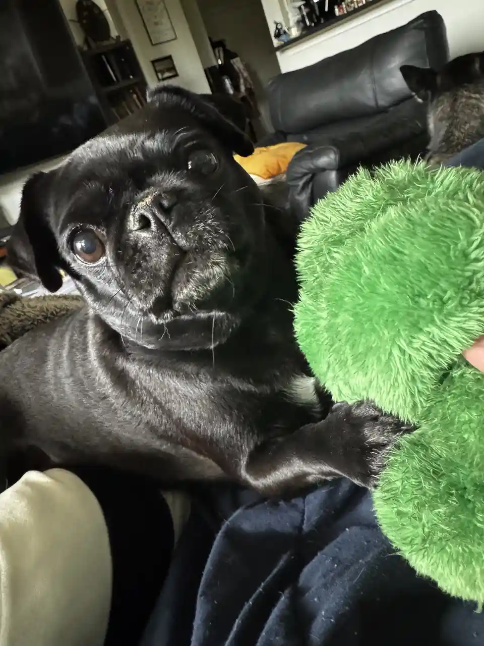 A black pug with large, expressive eyes looks up with a sad, disappointed expression while holding a bright green, fuzzy…
