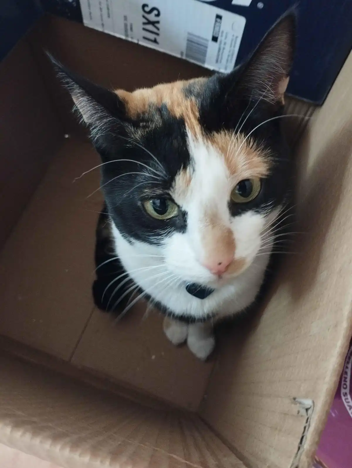 A calico cat with black, white, and orange fur sits inside a cardboard box, looking up at the camera with a calm, slightly…