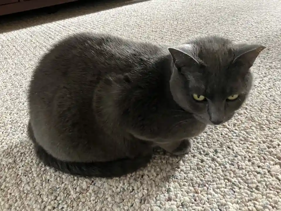 A gray cat with yellow eyes sits curled on a light-colored carpet, looking directly at the camera with a stern, unimpressed…