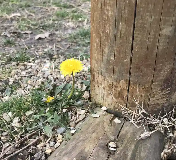 A bright yellow dandelion flower grows in a patch of dirt and gravel next to a weathered wooden post. The image is overlaid…